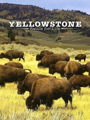 Yellowstone: Cuộc Chiến Giành Sự Sống